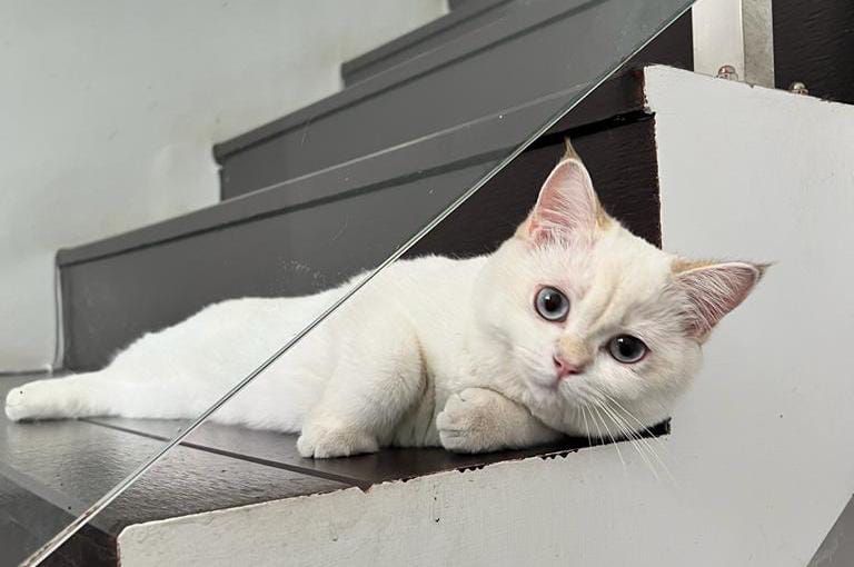 Samoir Land Mandala Putra